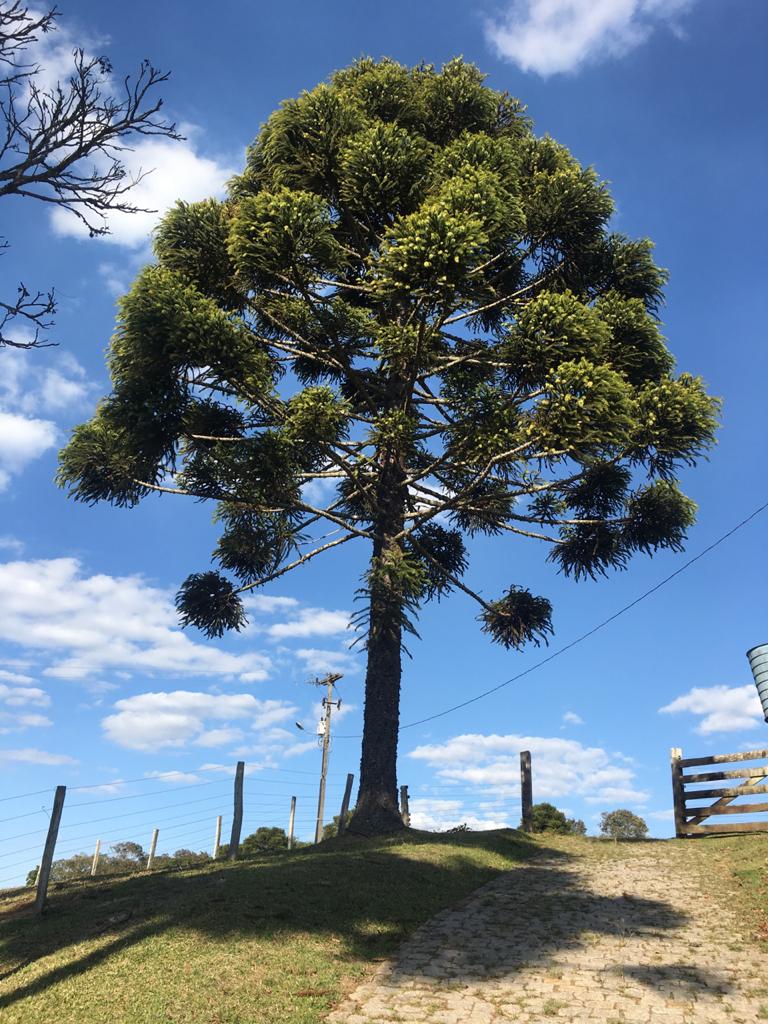 Pinheiro 01